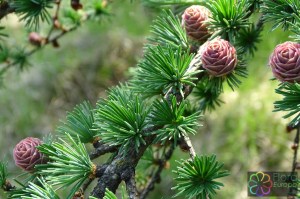 Larix kaempheri (4)